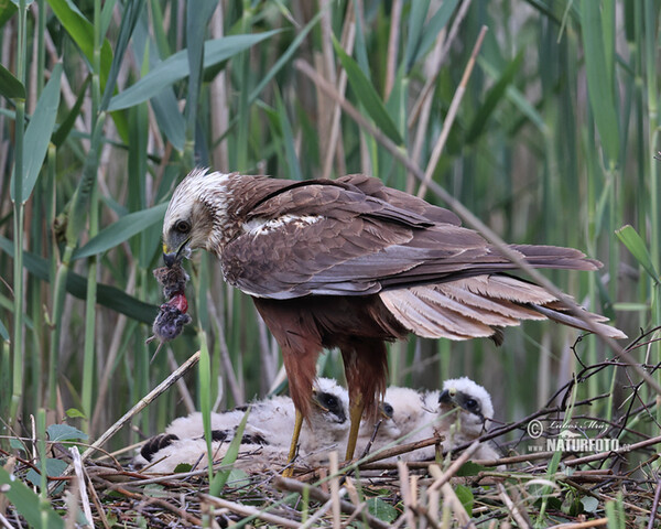 Marsh Harrier (Circus aeruginosus)