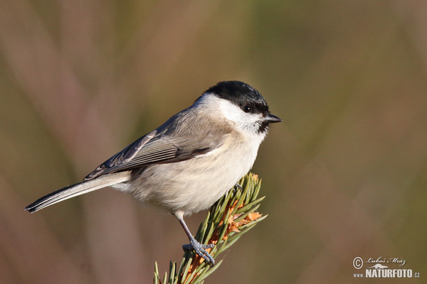 Marsh Tit (Parus palustris)