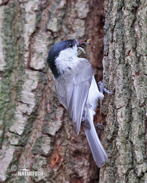 Marsh Tit (Parus palustris)