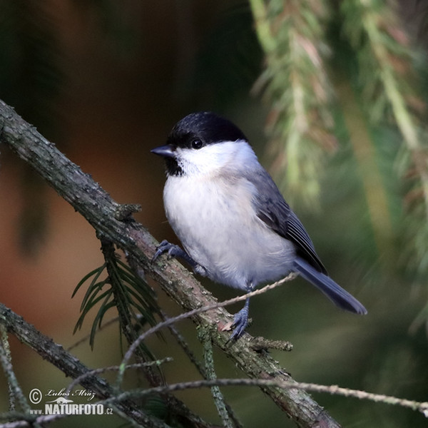 Marsh Tit (Parus palustris)