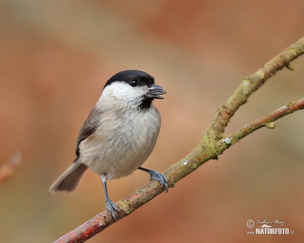 Marsh Tit (Parus palustris)