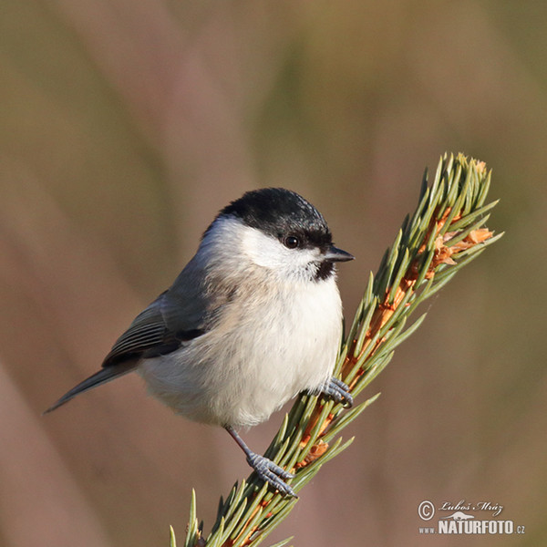 Marsh Tit (Parus palustris)