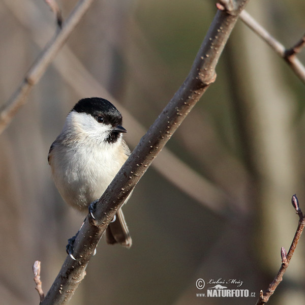 Marsh Tit (Parus palustris)