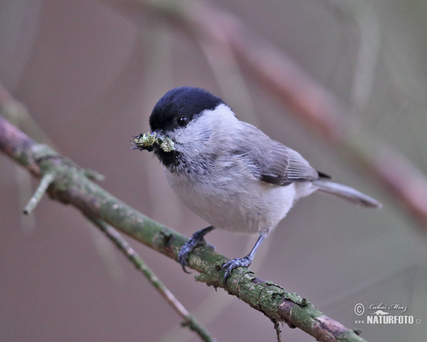 Marsh Tit (Parus palustris)