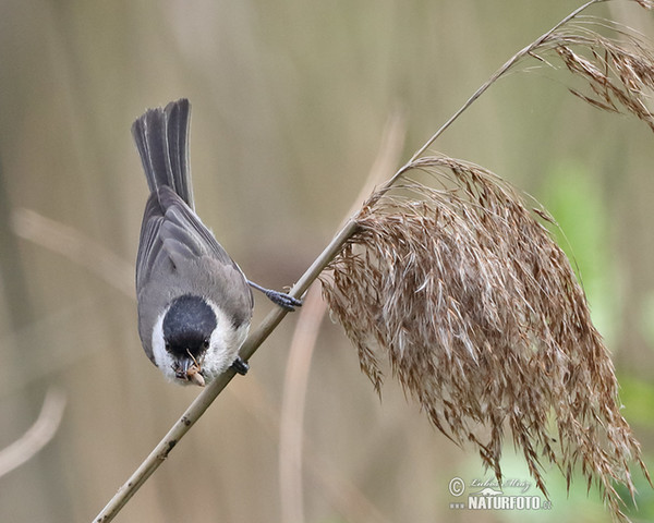 Marsh Tit (Parus palustris)