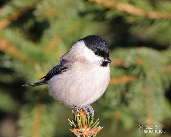 Marsh Tit (Parus palustris)