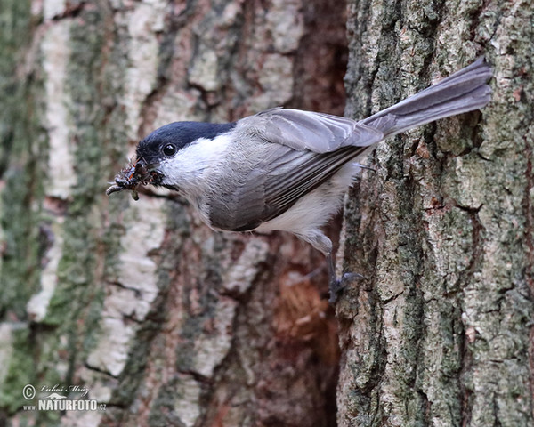 Marsh Tit (Parus palustris)