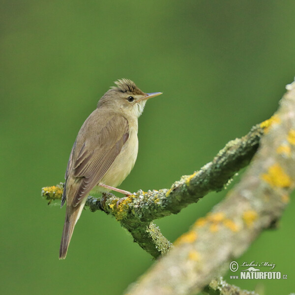 Marsh Warbler (Acrocephalus palustris)