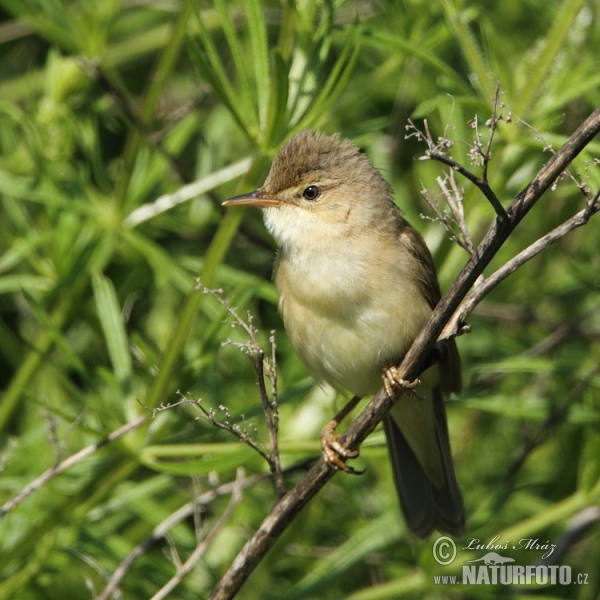 Marsh Warbler (Acrocephalus palustris)