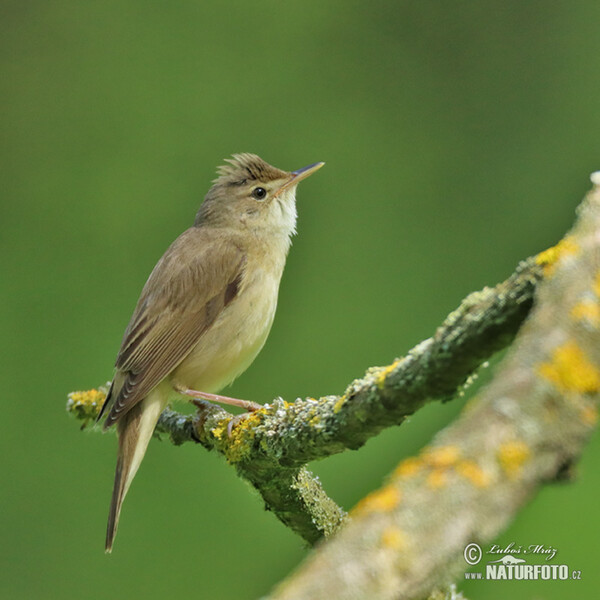 Marsh Warbler (Acrocephalus palustris)