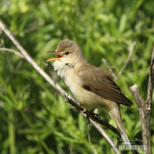 Marsh Warbler (Acrocephalus palustris)