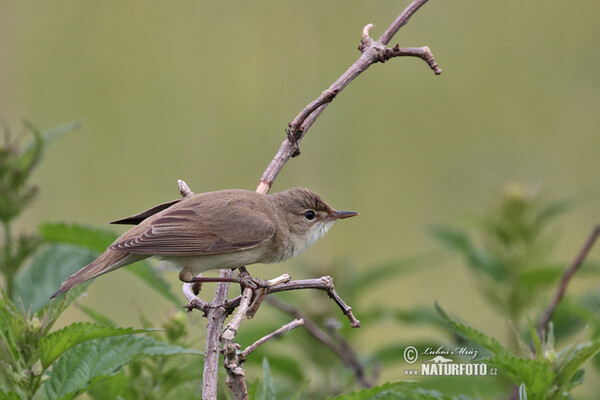 Marsh Warbler (Acrocephalus palustris)