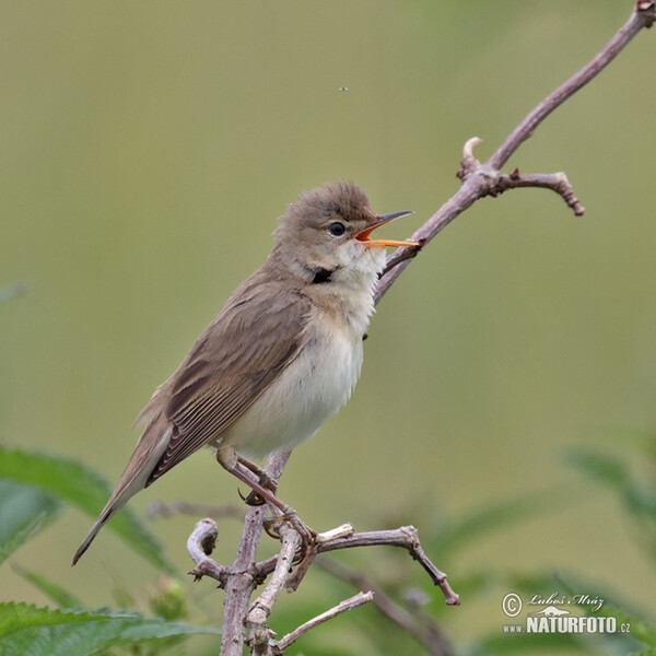 Marsh Warbler (Acrocephalus palustris)