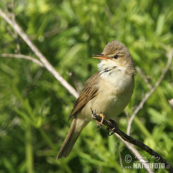 Marsh Warbler (Acrocephalus palustris)