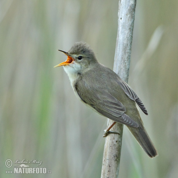 Marsh Warbler (Acrocephalus palustris)