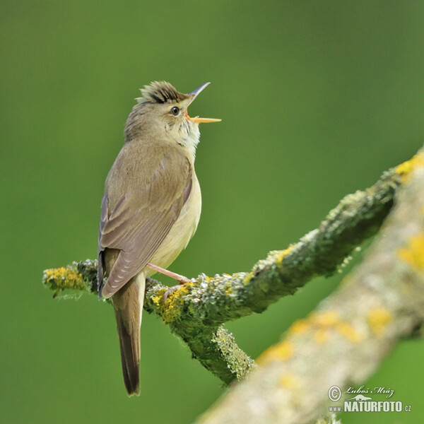 Marsh Warbler (Acrocephalus palustris)