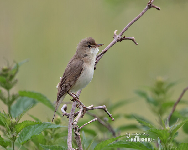 Marsh Warbler (Acrocephalus palustris)