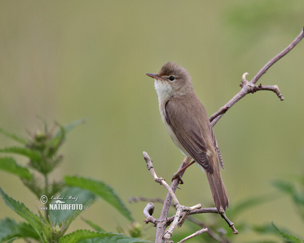 Marsh Warbler (Acrocephalus palustris)