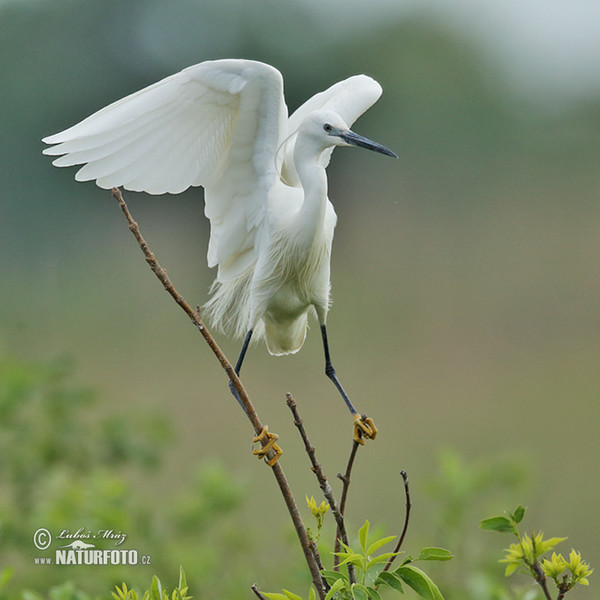 Martinet blanc