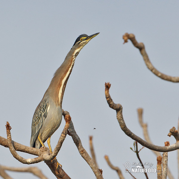 Martinet estriat