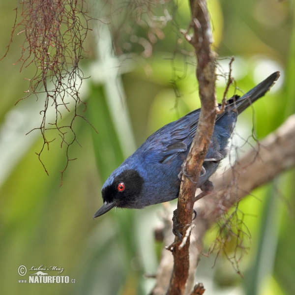 Masked Flowerpiercer (Diglossa cyanea)