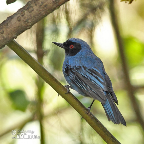 Masked Flowerpiercer (Diglossa cyanea)