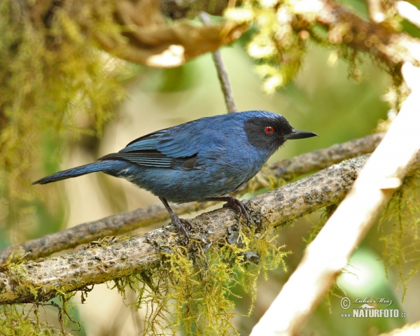 Masked Flowerpiercer (Diglossa cyanea)