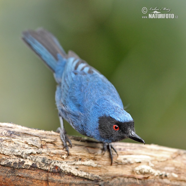 Masked Flowerpiercer (Diglossa cyanea)