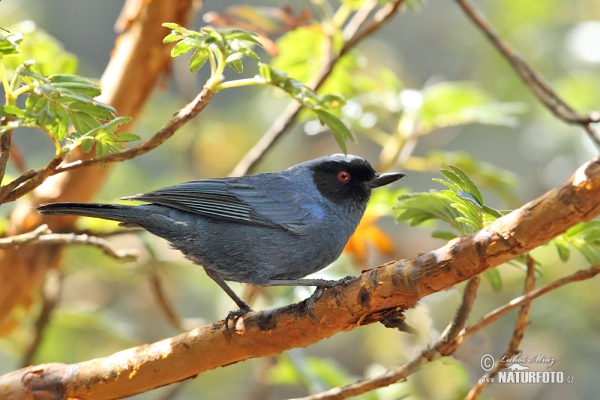 Masked Flowerpiercer (Diglossa cyanea)