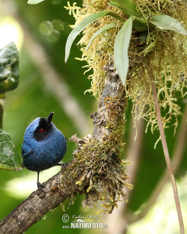 Masked Flowerpiercer (Diglossa cyanea)