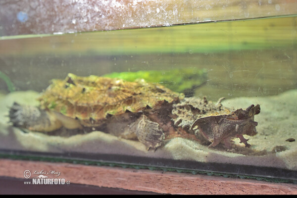 Mata Mata (Chelus fibriata)