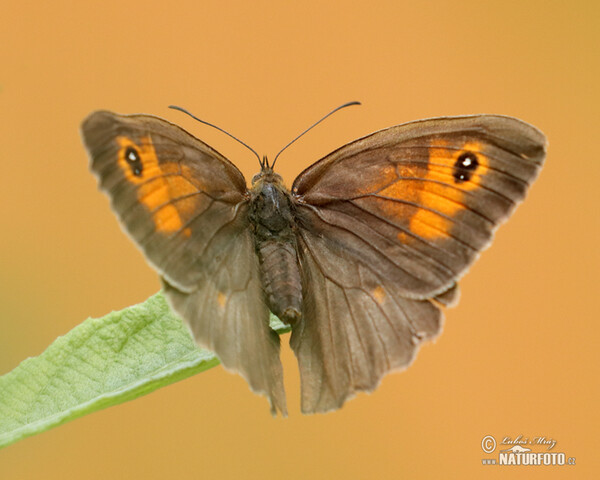 Meadow Brown (Maniola jurtina)