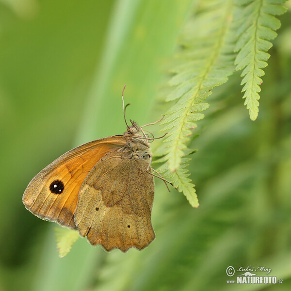 Meadow Brown (Maniola jurtina)