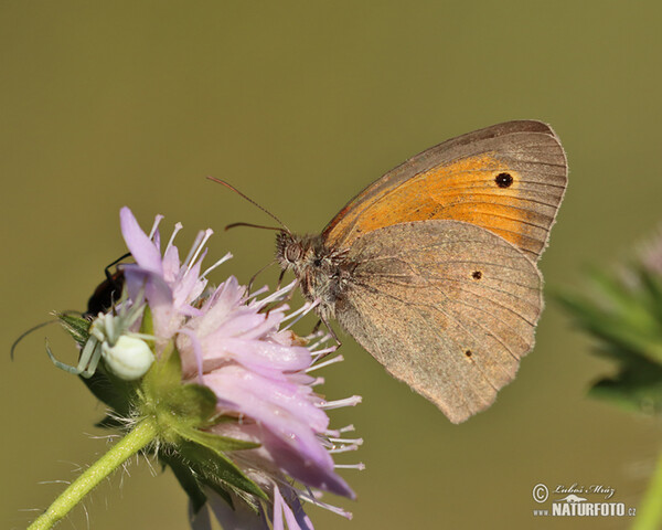 Meadow Brown (Maniola jurtina)