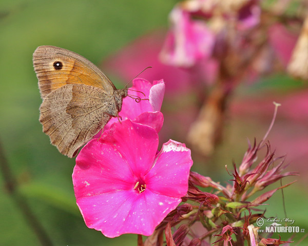 Meadow Brown (Maniola jurtina)