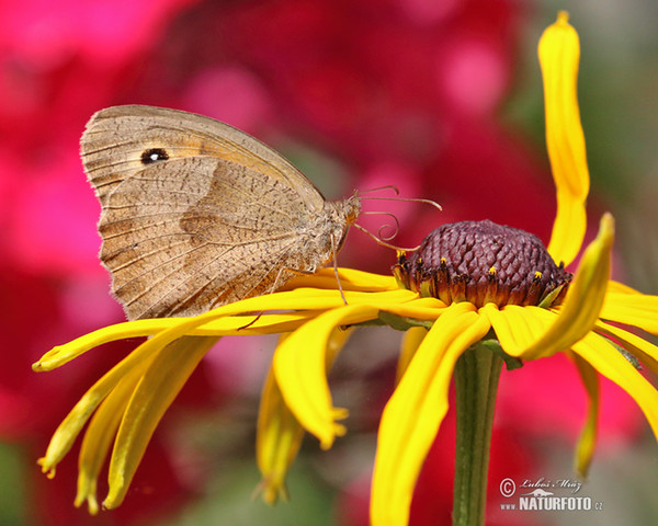 Meadow Brown (Maniola jurtina)