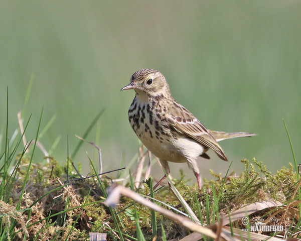 Meadow Pipit (Anthus pratensis)