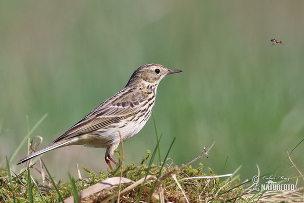 Meadow Pipit (Anthus pratensis)