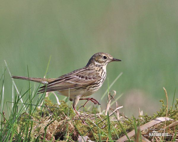 Meadow Pipit (Anthus pratensis)