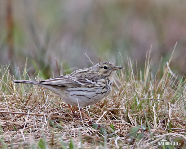 Meadow Pipit (Anthus pratensis)