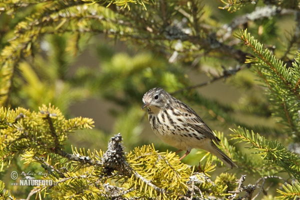 Meadow Pipit (Anthus pratensis)