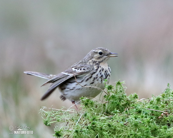 Meadow Pipit (Anthus pratensis)