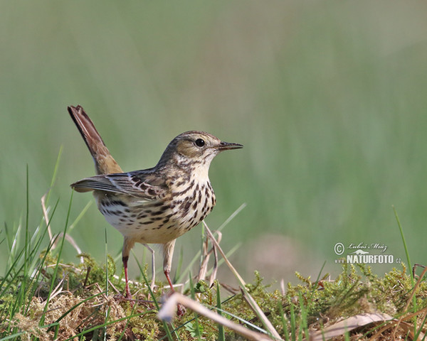 Meadow Pipit (Anthus pratensis)