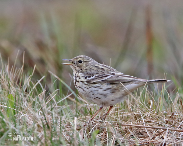 Meadow Pipit (Anthus pratensis)