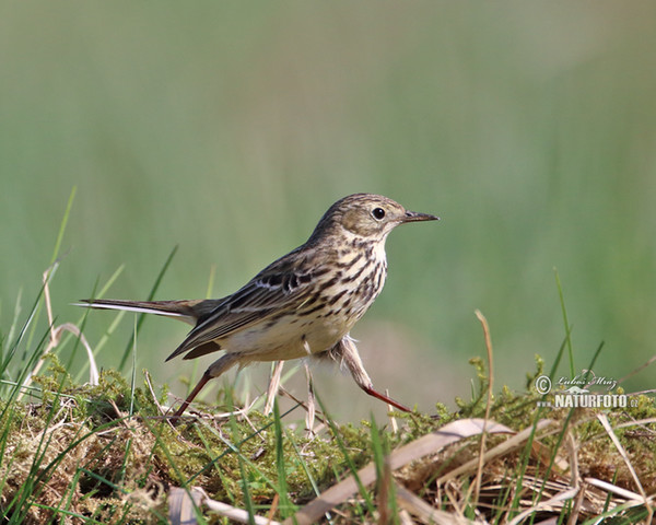 Meadow Pipit (Anthus pratensis)