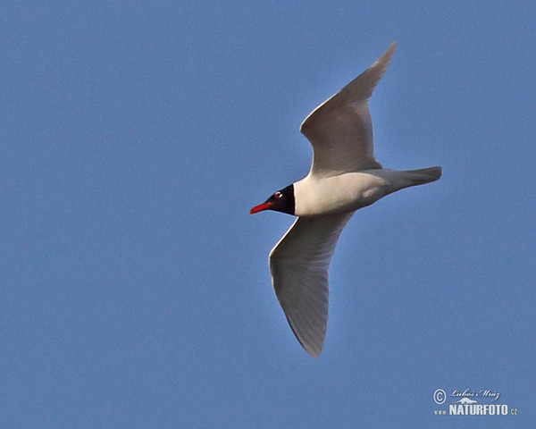 Mediterranean, Relict Gull (Larus melanocephalus)