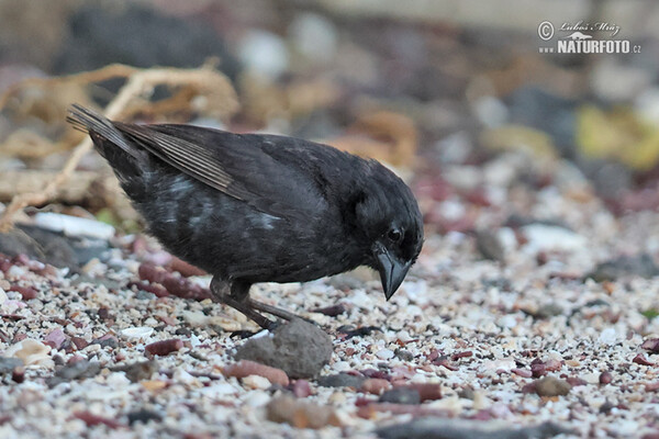 Medium Ground-Finch (Geospiza fortis)