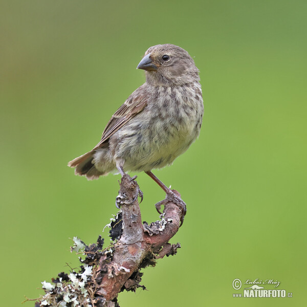 Medium Ground-Finch (Geospiza fortis)