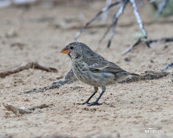 Medium Ground-Finch (Geospiza fortis)