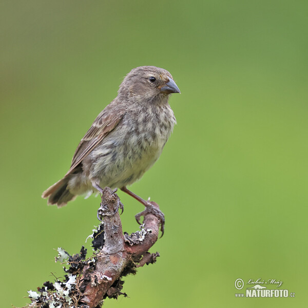 Medium Ground-Finch (Geospiza fortis)